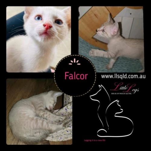 Falcor