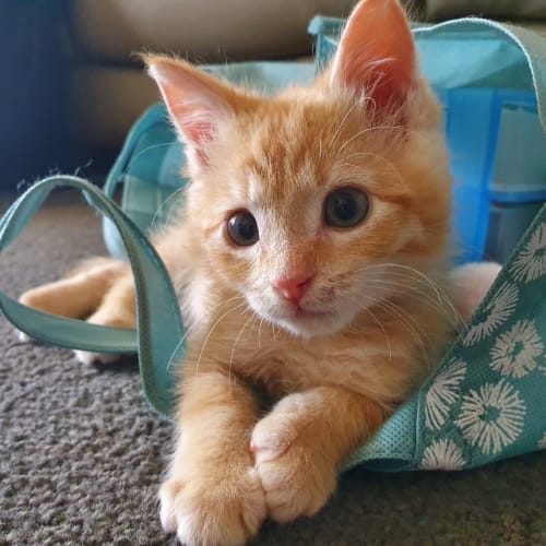 Nemo 