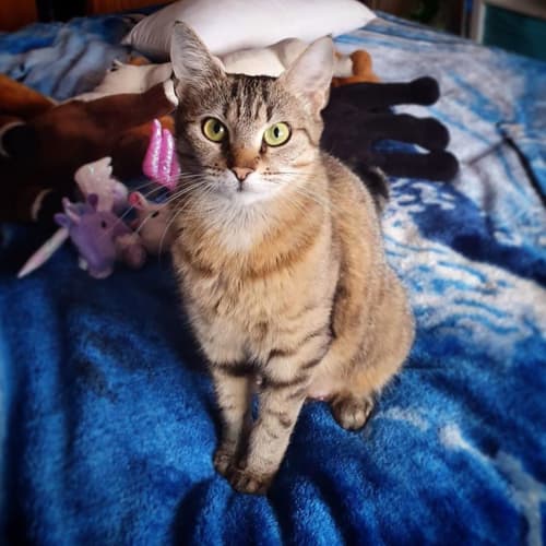 Willow
