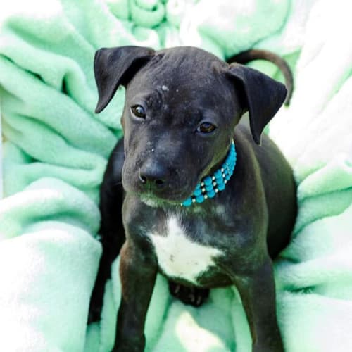 Hope ~ Kelpie x Staffy puppy (on trial 17/2/20)
