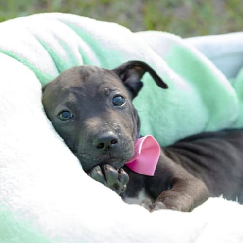 Grace ~ lovely Kelpie x Staffy pup On trial 2/3/20