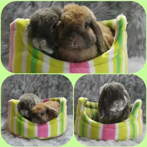 Blinky Bill and Skippy