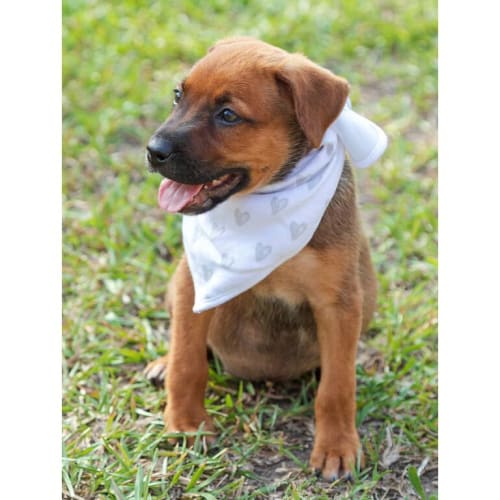 Sophia ~ Kelpie x puppy (on trial 17/2/20)