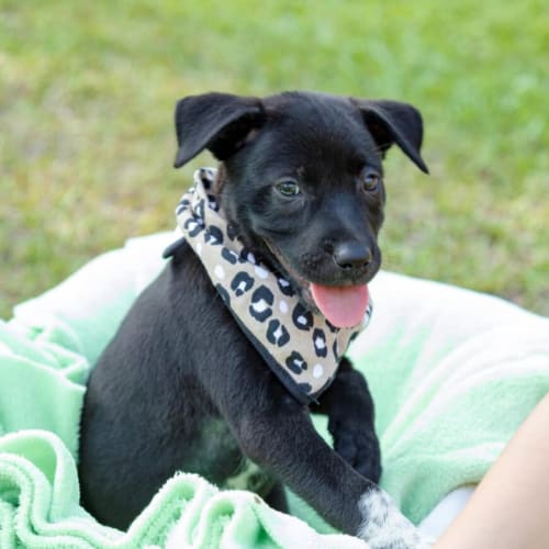 Pia ~ gorgeous Kelpie x puppy (On Trial 20/3/20)