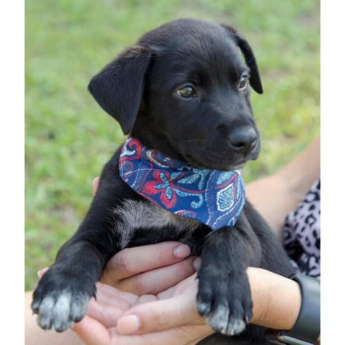 Mario ~ gorgeous Kelpie x puppy (On Trial 17/2/20)