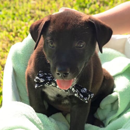 Luigi ~ sweet Kelpie x puppy (On Trial 23/2/20)