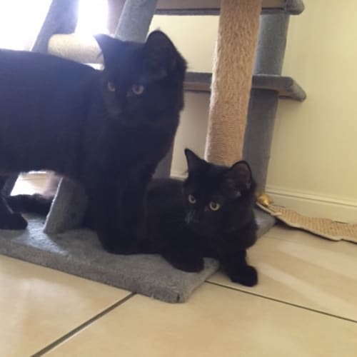 Foster carers needed 
