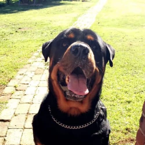 Duke ** Senior But Acts Like Puppy **