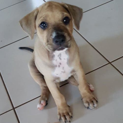 Elsa