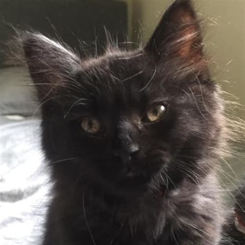 Licorice