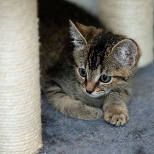 Charlie ~ gorgeous tabby kitten (On Trial 1/3/20)