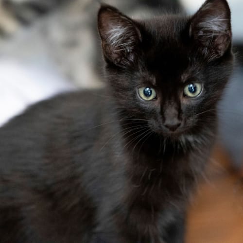 Penny ~ lovely black kitten (On Trial 22/3/20)
