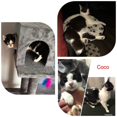Coco