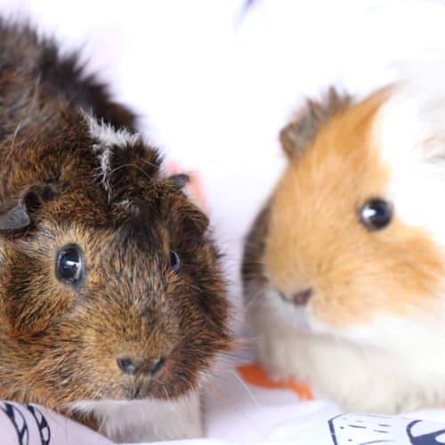 Guinea pigs 