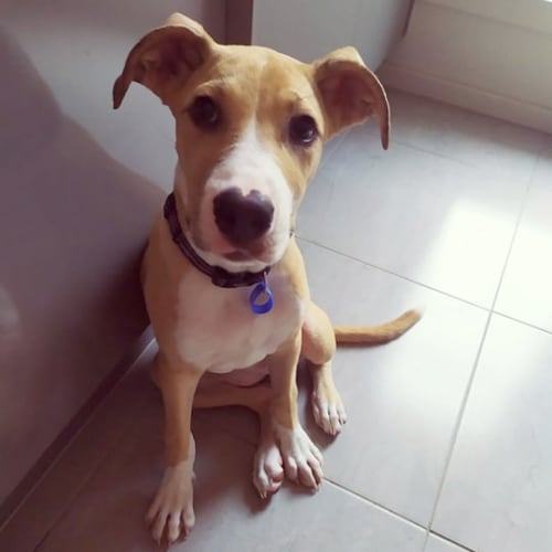 Willow ~ 9 month old Whippet x ~ On Trial 22/3/20
