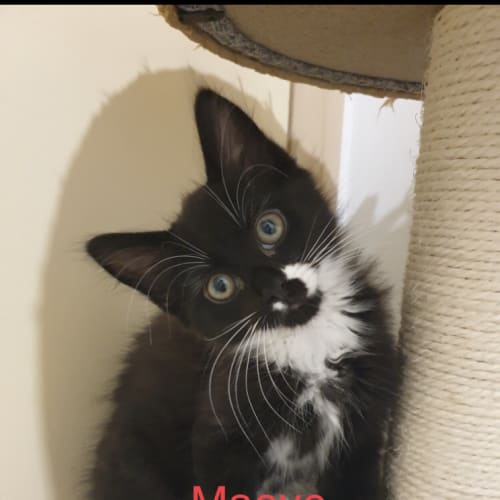 Maeve
