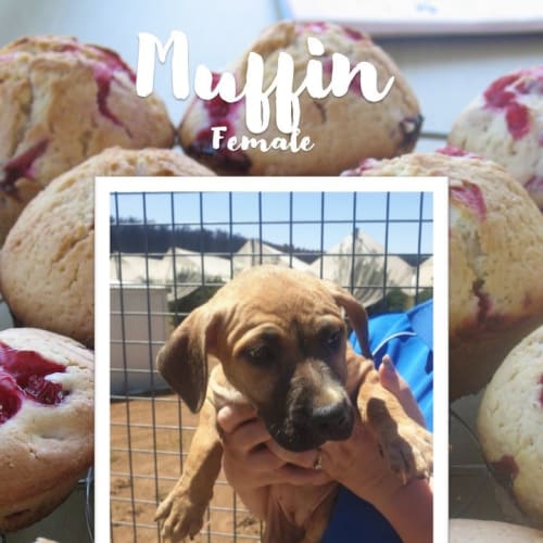 Muffin