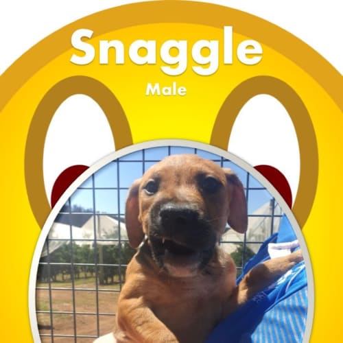 SnaggleS
