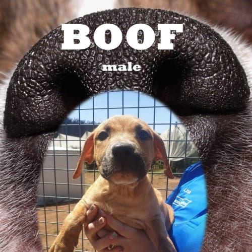 Boof