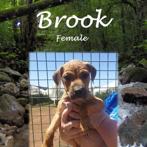 Brook