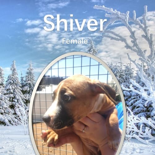 Shiver