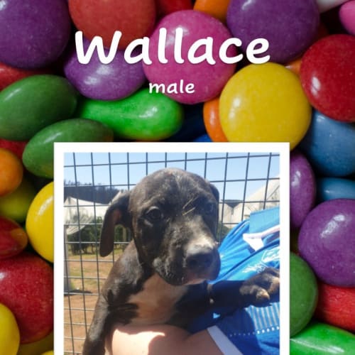 Wallace