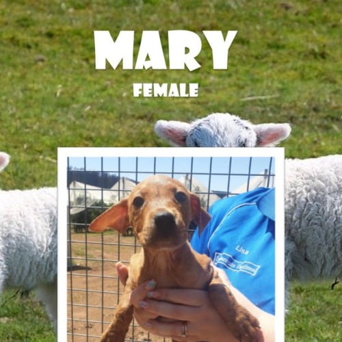 Mary