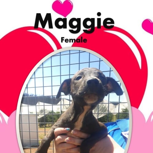 Maggie