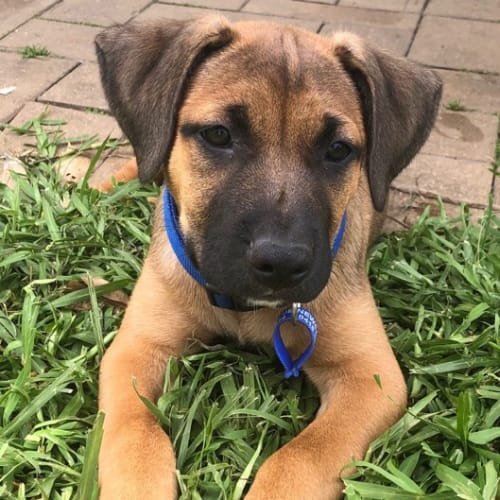 Storm ~ Mastiff x Ridgeback pup (On Trial 15/2/20)