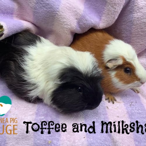 Toffee and Milkshake