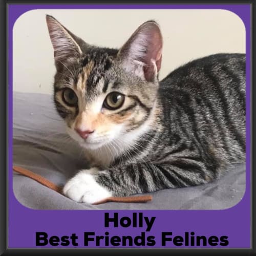 Holly 