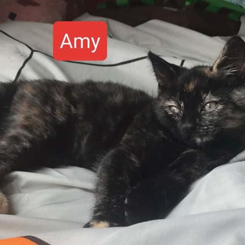 Amy