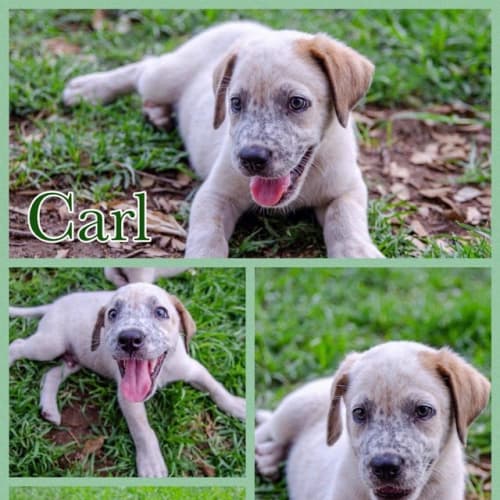 Carl 