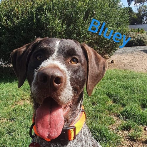 Bluey