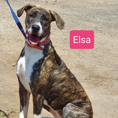 Elsa