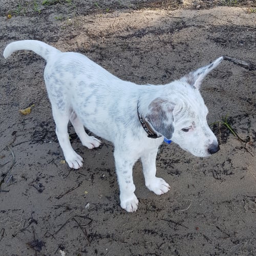 Spud ~ sweet Cattledog x puppy (On Trial 21/3/20)