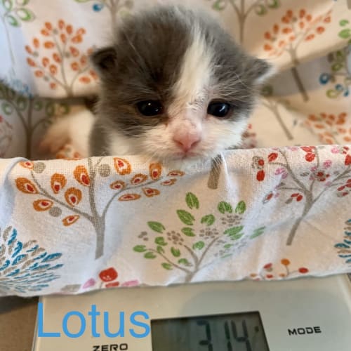 Lotus