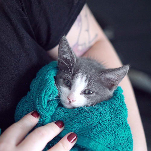 Murphy ~ 8 week old male kitten (On Trial 25/2/20)