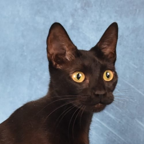 Bastet