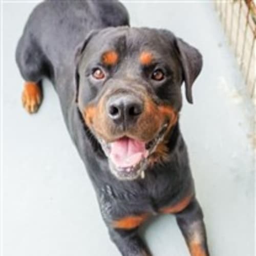 Duke (adoption pending)