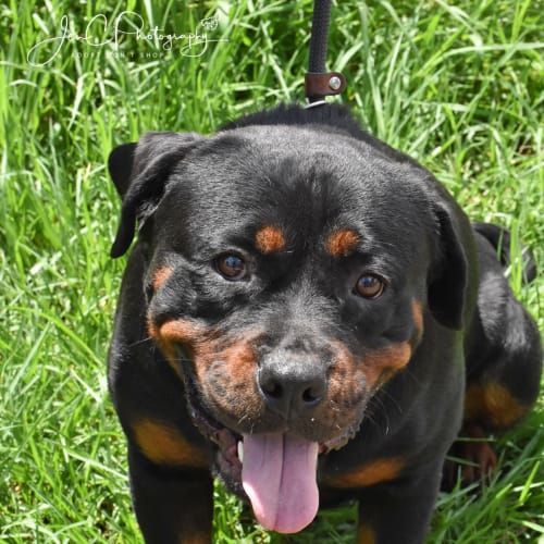 No photo for Sammie ** Pure Breed Rottweiler **