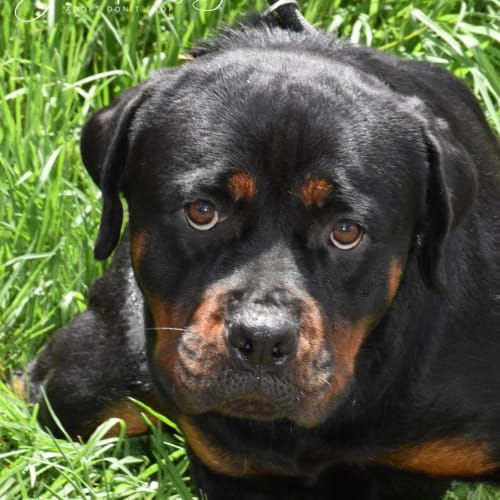 Minx ** Pure Bred Bob Tail Rottweiler **