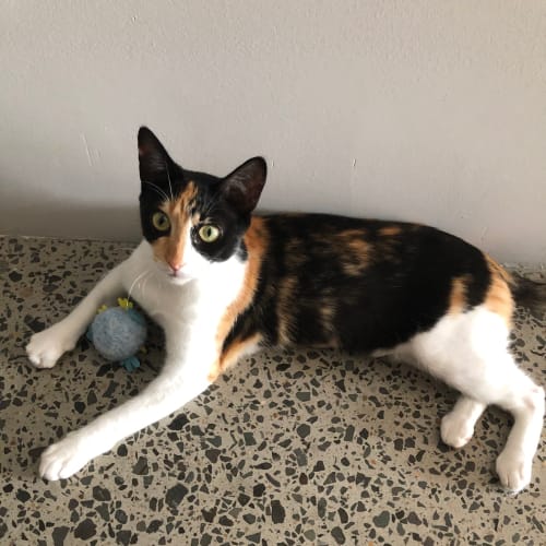 Calico