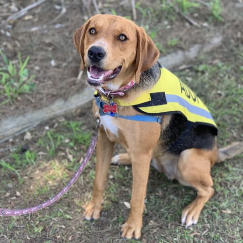 Mishka ~ 12mo Foxhound x (On Trial 28/4/20)