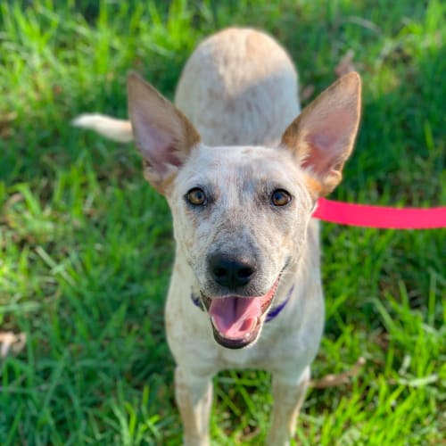 Jemma ~ Adoption Pending ~