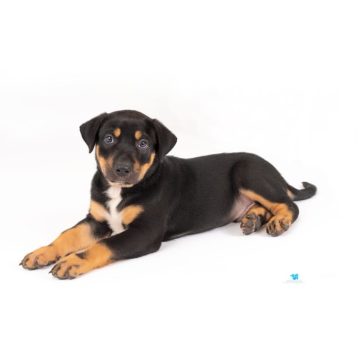 Tank ~ Ridgeback x Mastiff puppy (On trial 13/3/20