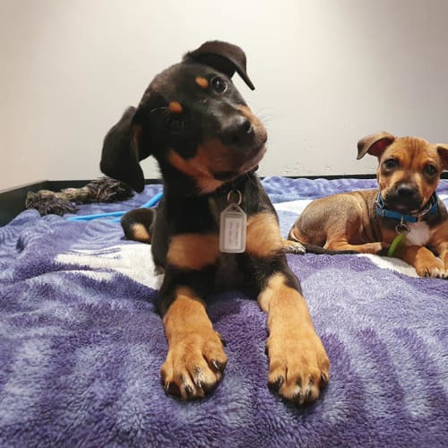 Puppy Norbert DL2397