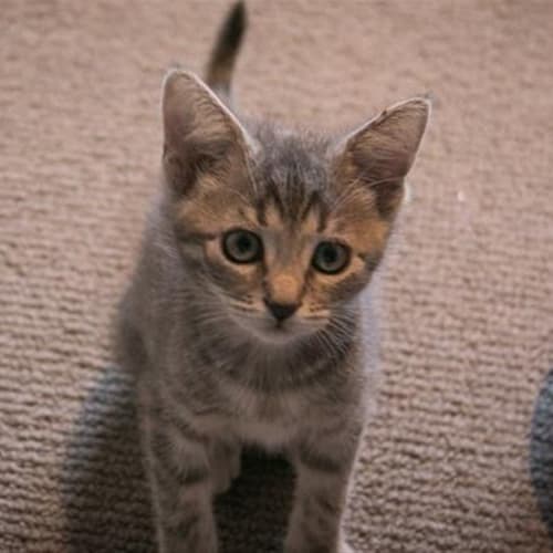 Zelda