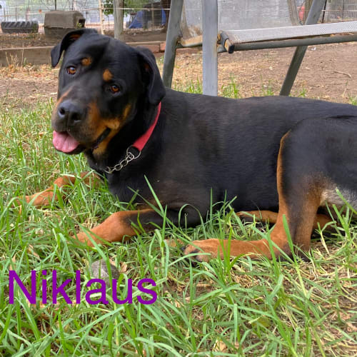 Niklaus - Rottweiler X