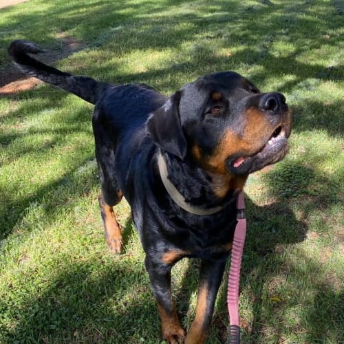 Thor - Rottweiler